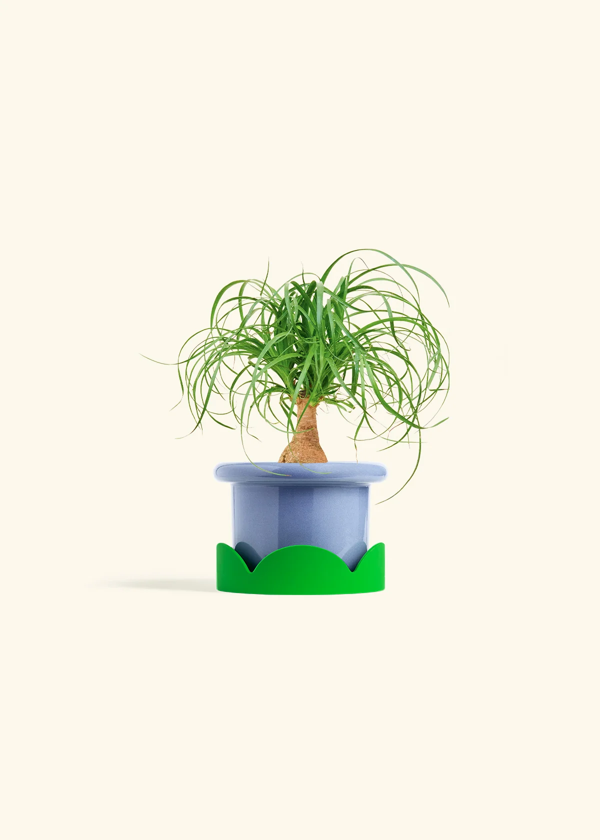 Ponytail Palm, Small - Image 9