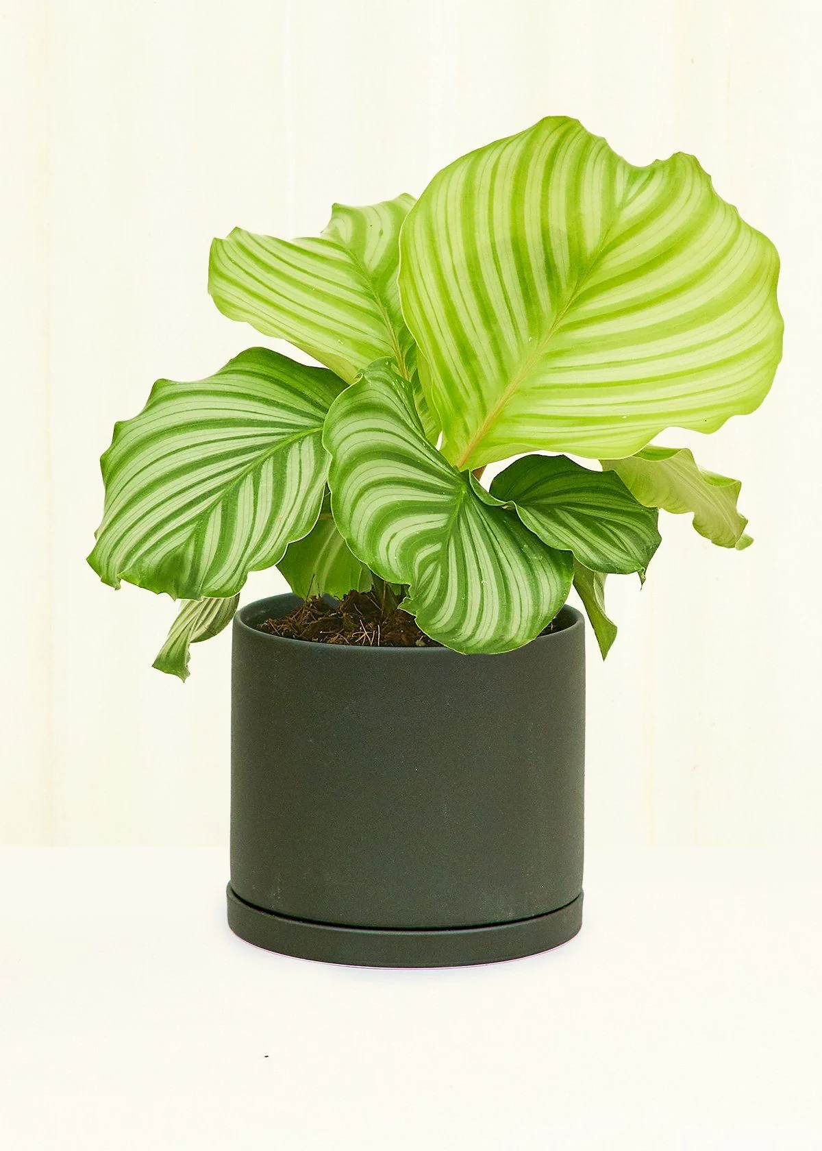 Porcelain Planter - Image 3
