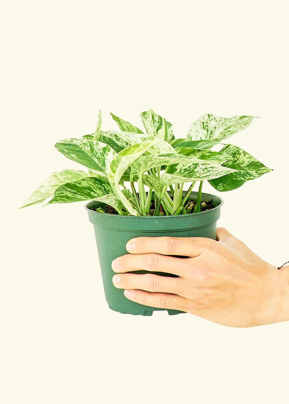 Pothos 'Marble Queen', Medium - Image 2