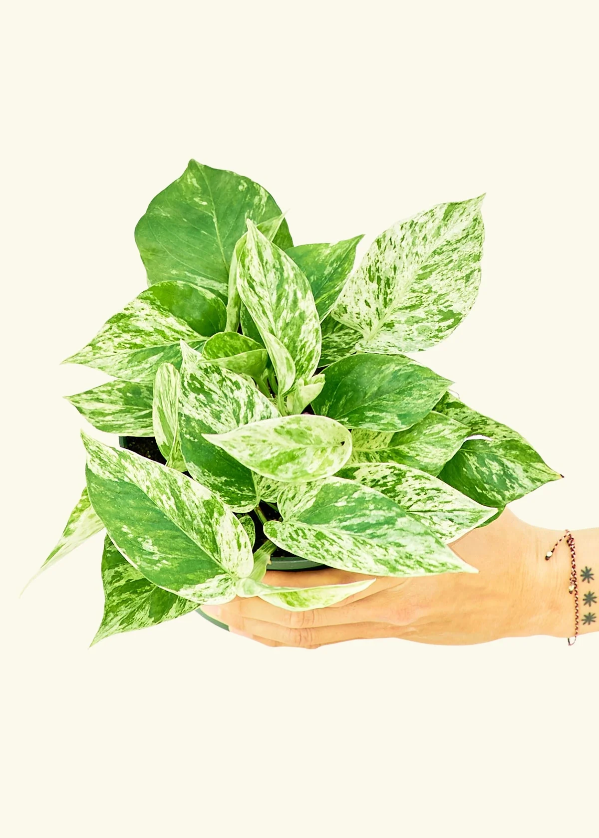 Pothos 'Marble Queen', Medium - Image 3