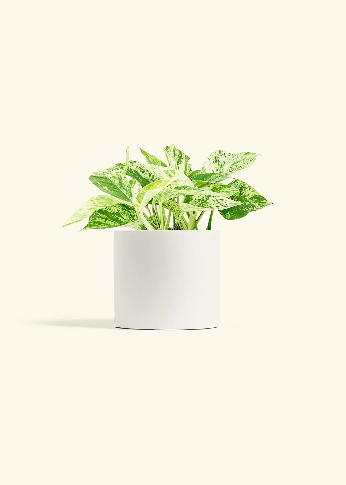Pothos 'Marble Queen', Medium - Image 4