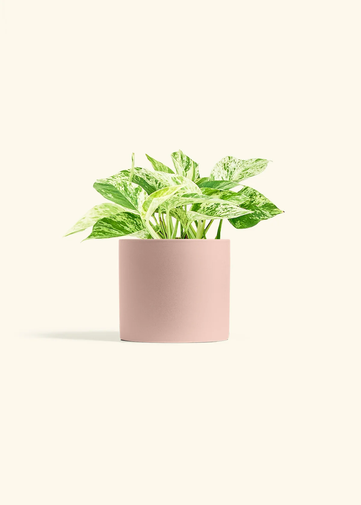 Pothos 'Marble Queen', Medium - Image 5