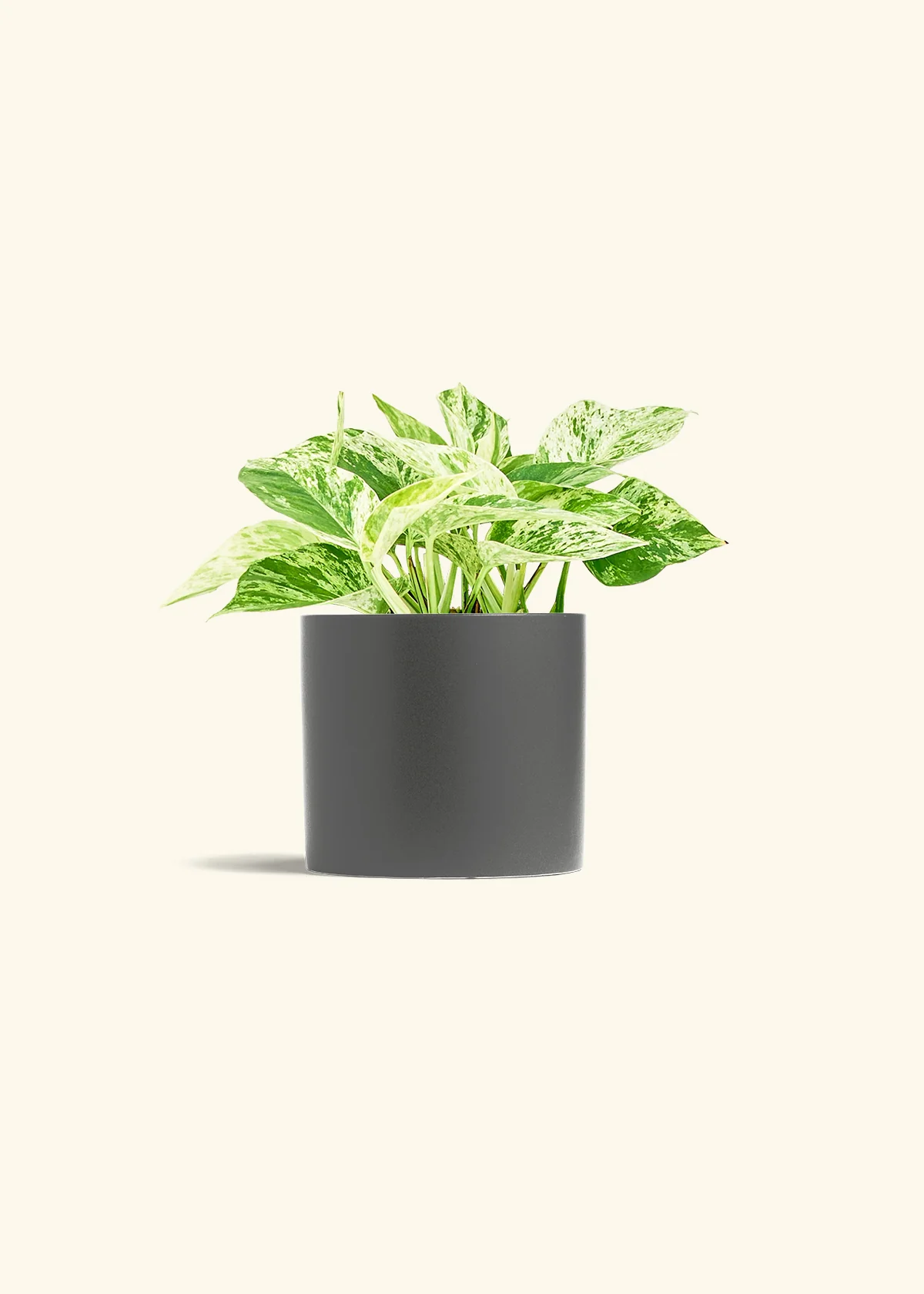 Pothos 'Marble Queen', Medium - Image 6
