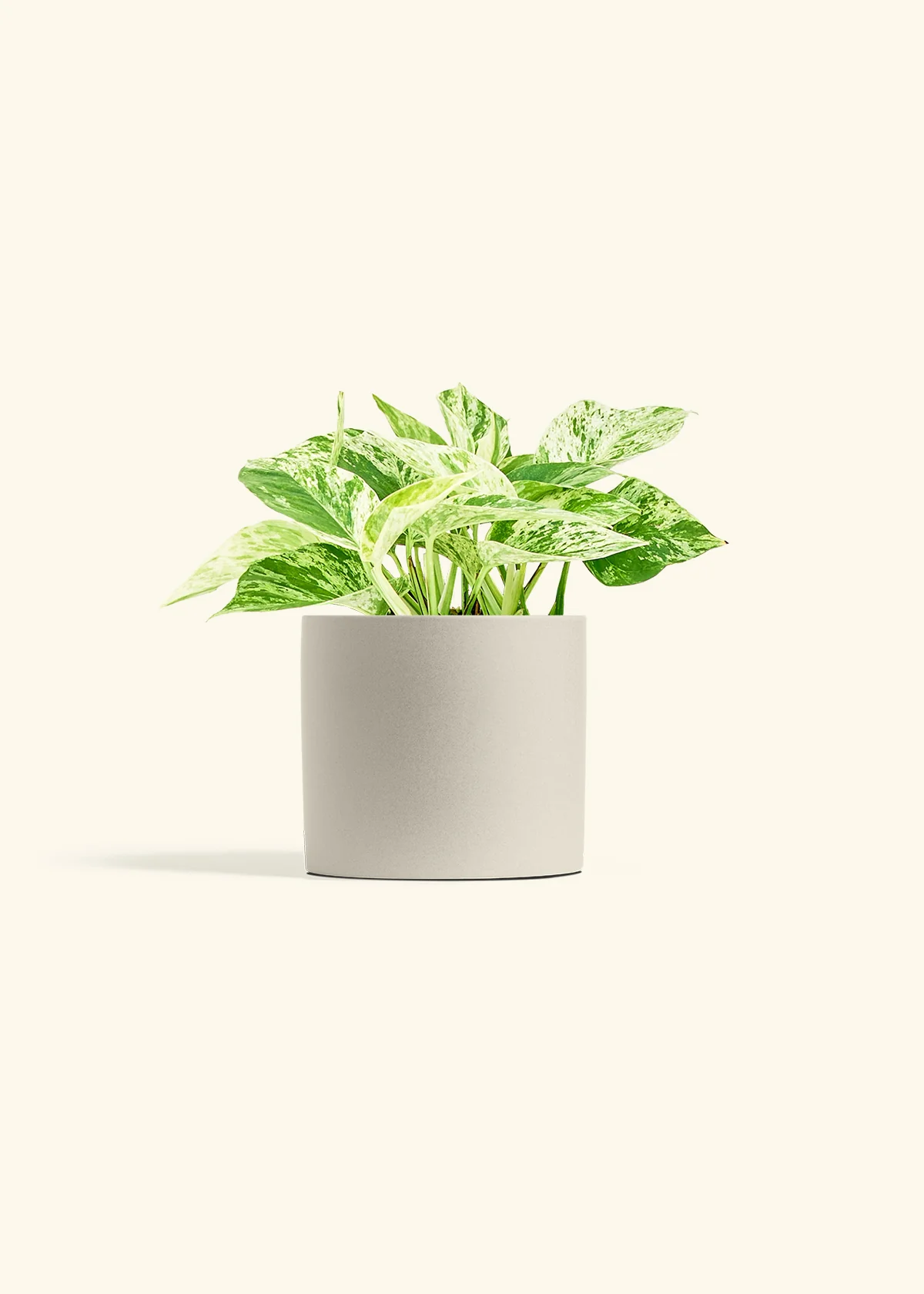 Pothos 'Marble Queen', Medium - Image 7