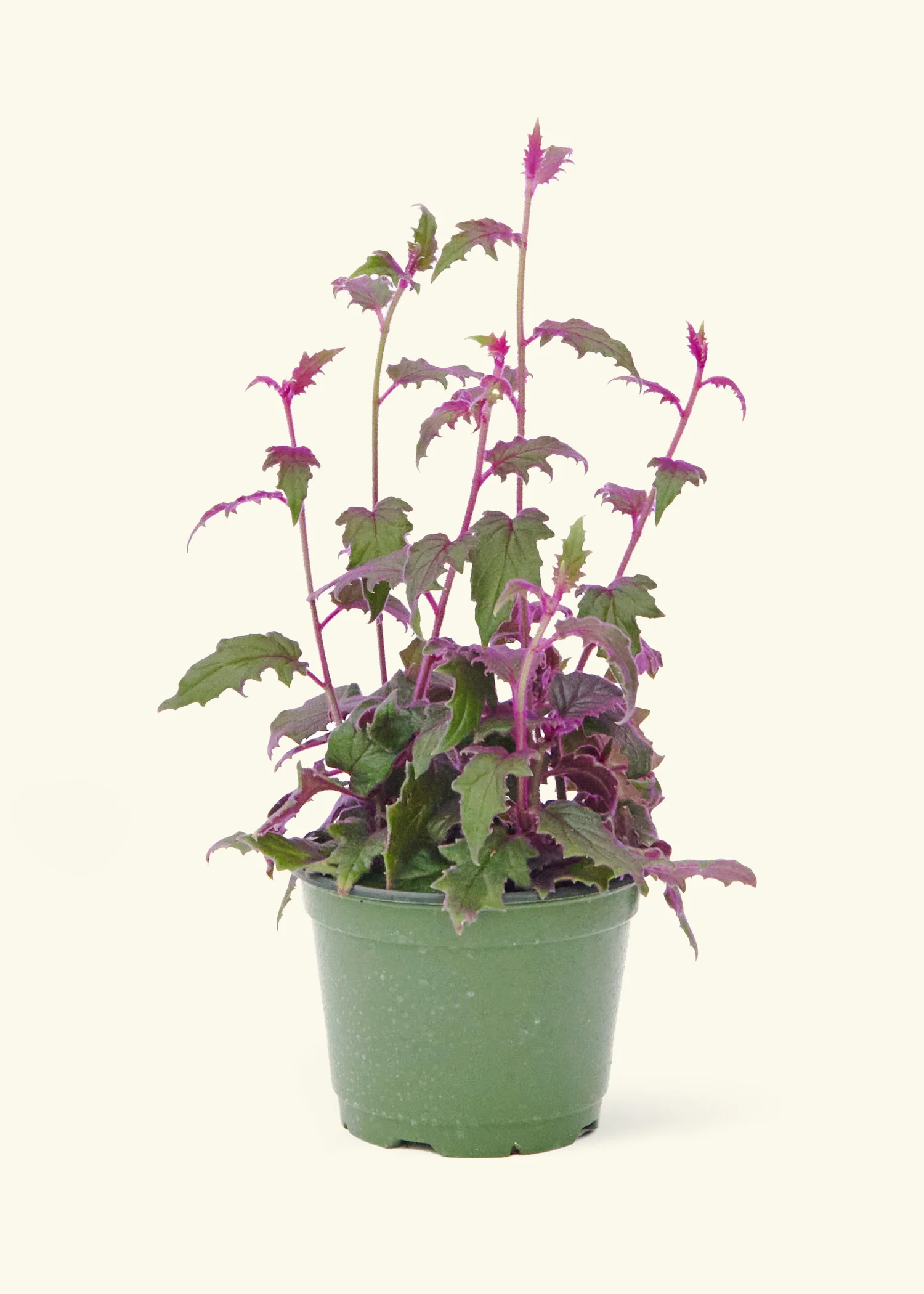 Purple Passion Plant, Medium