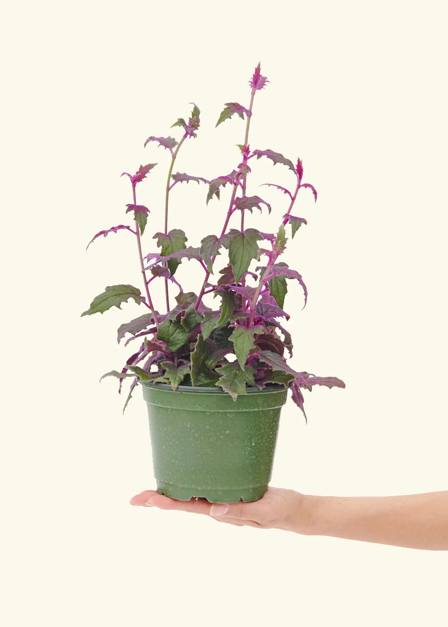 Purple Passion Plant, Medium - Image 2