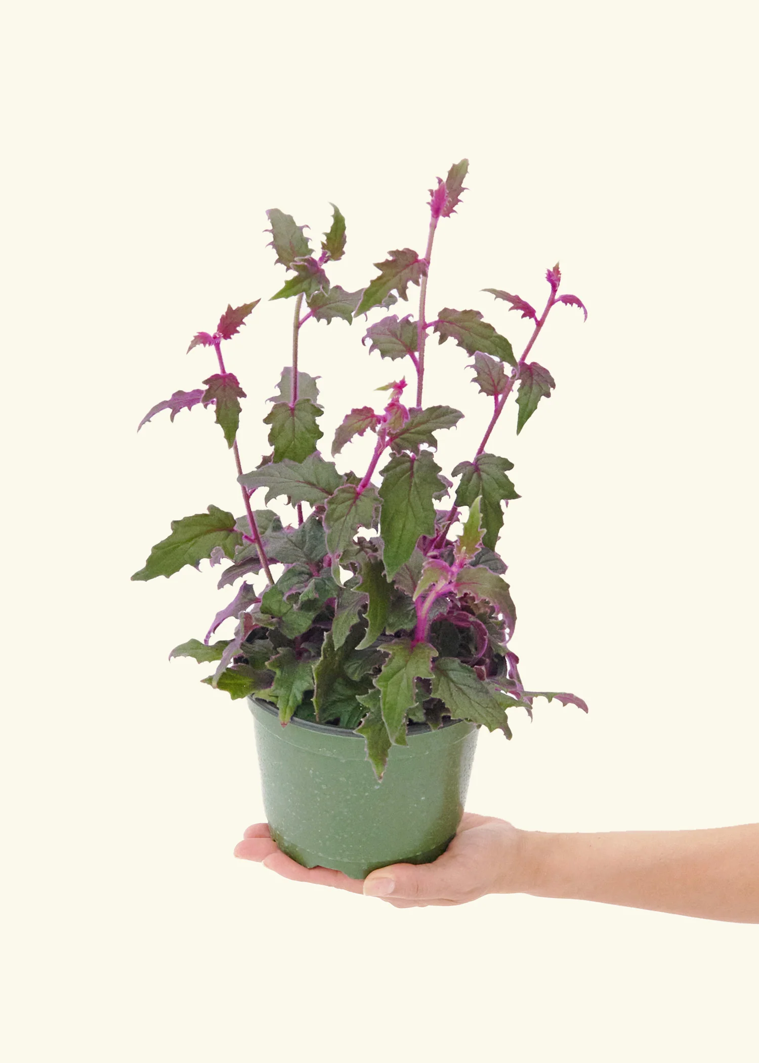 Purple Passion Plant, Medium - Image 3