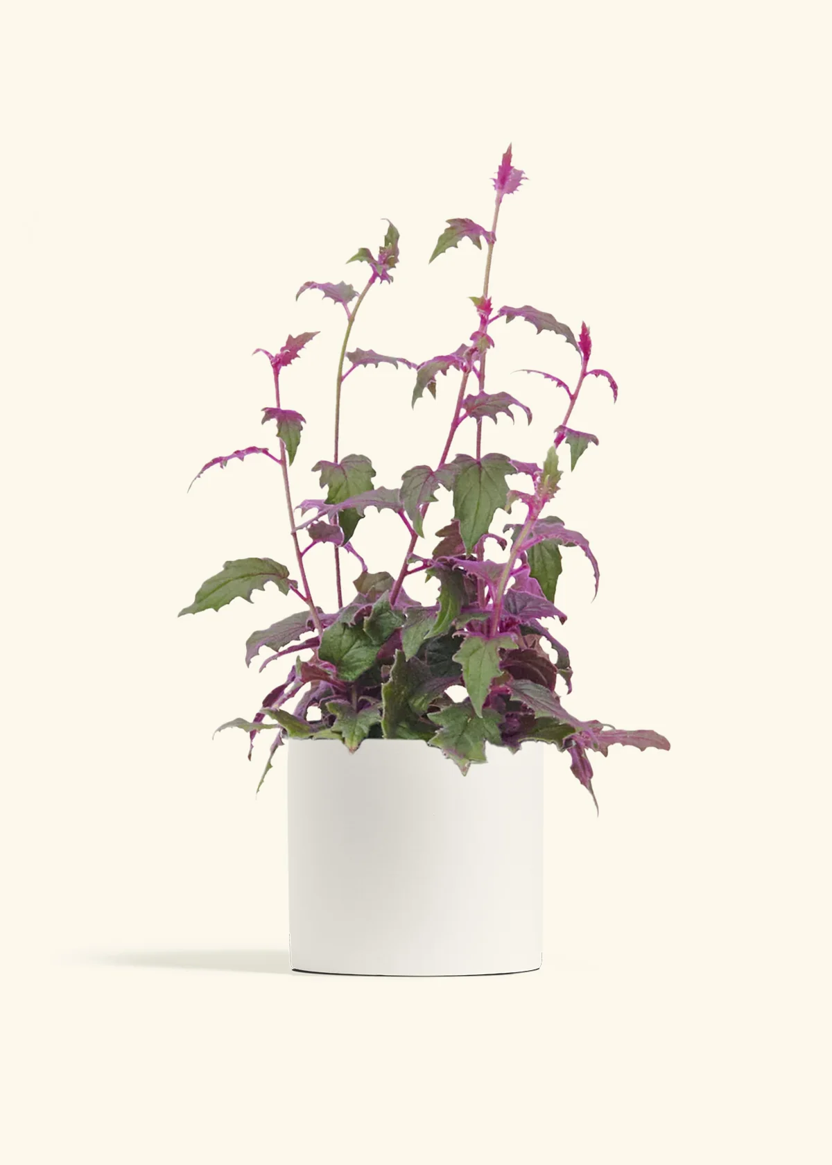 Purple Passion Plant, Medium - Image 4
