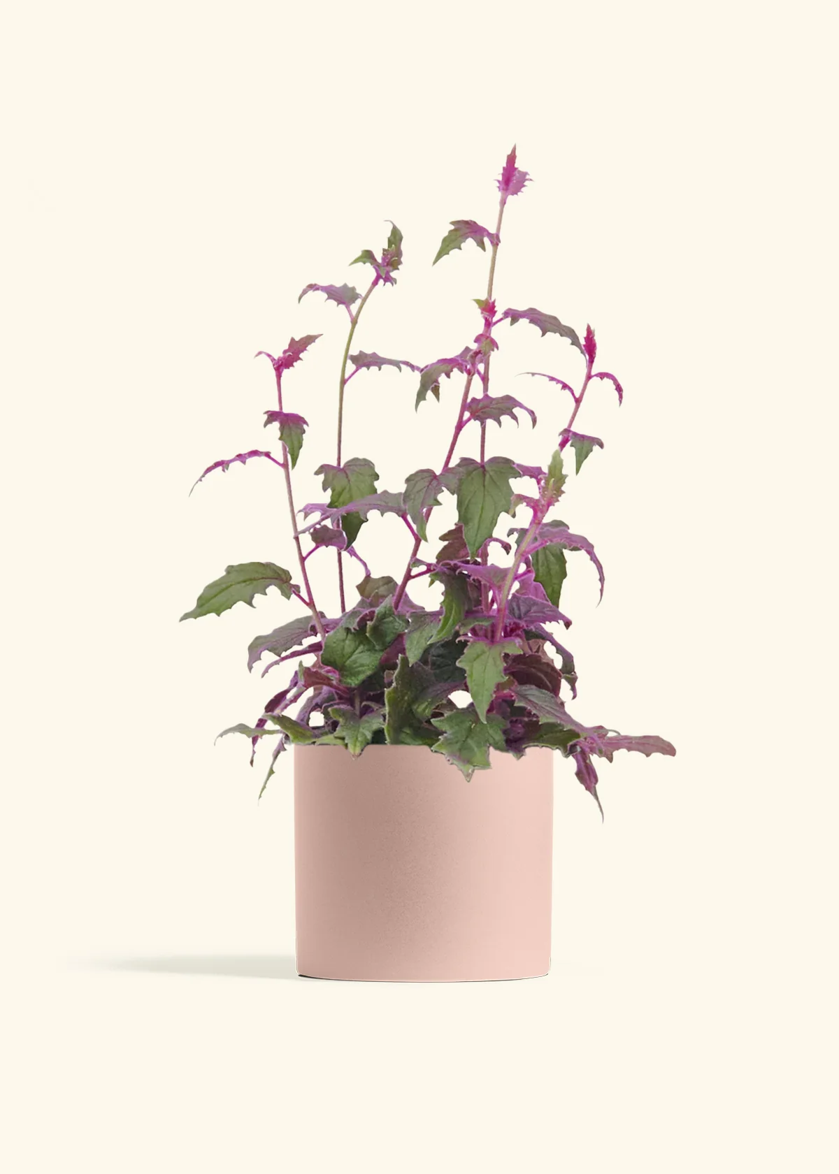 Purple Passion Plant, Medium - Image 5