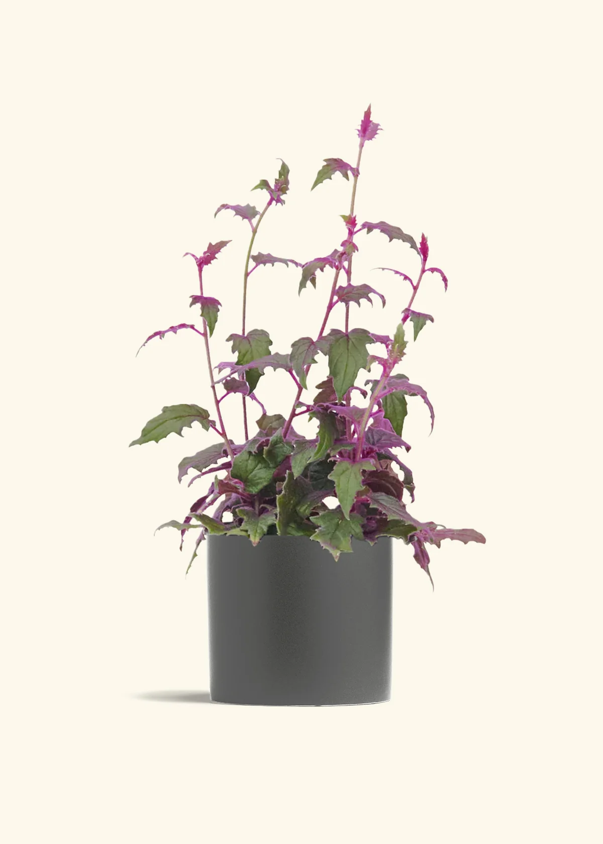 Purple Passion Plant, Medium - Image 6