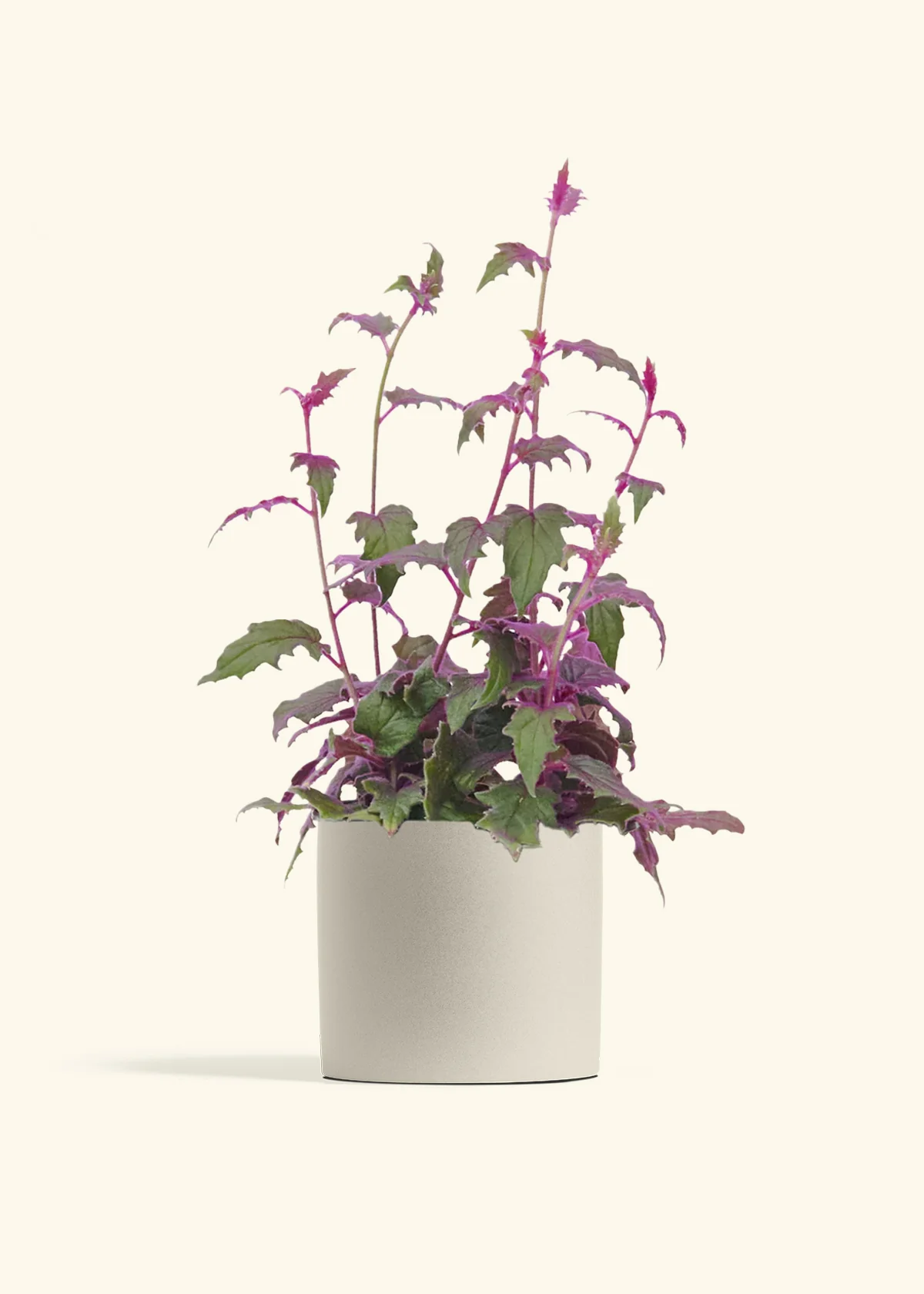 Purple Passion Plant, Medium - Image 7