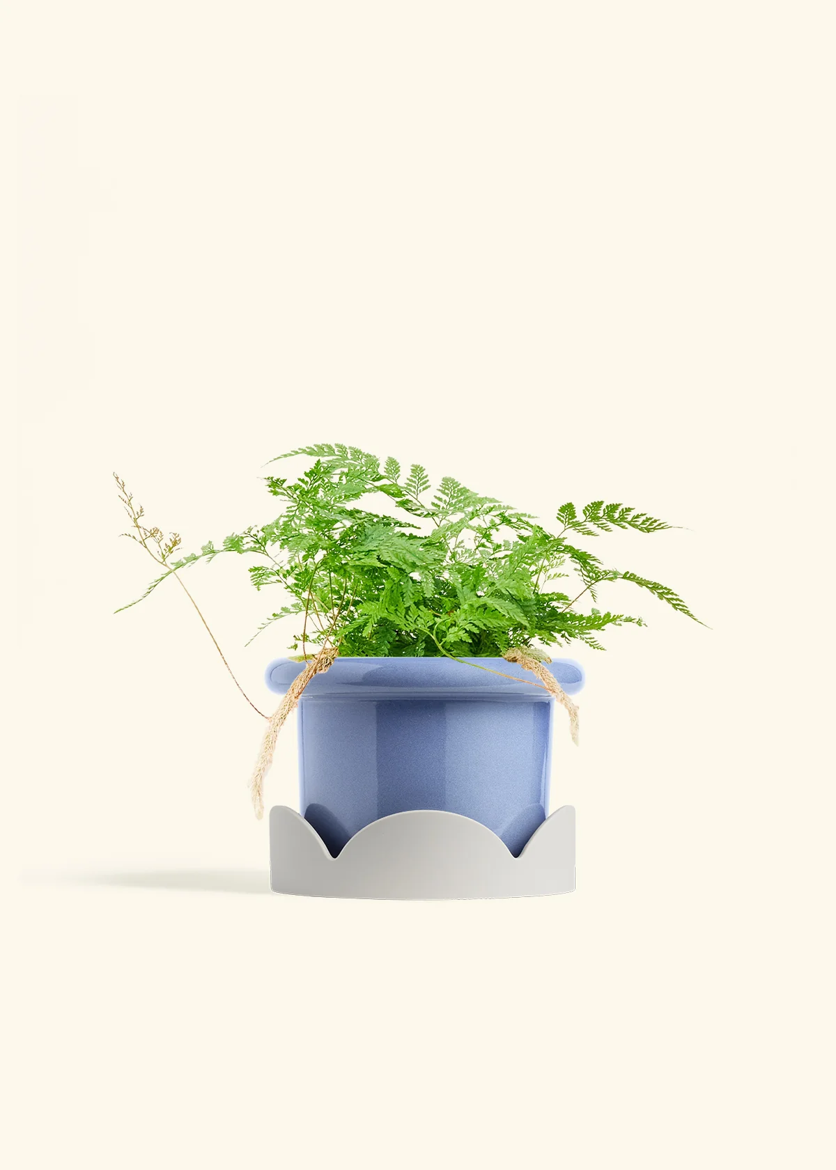 Rabbit Foot Fern, Medium - Image 10