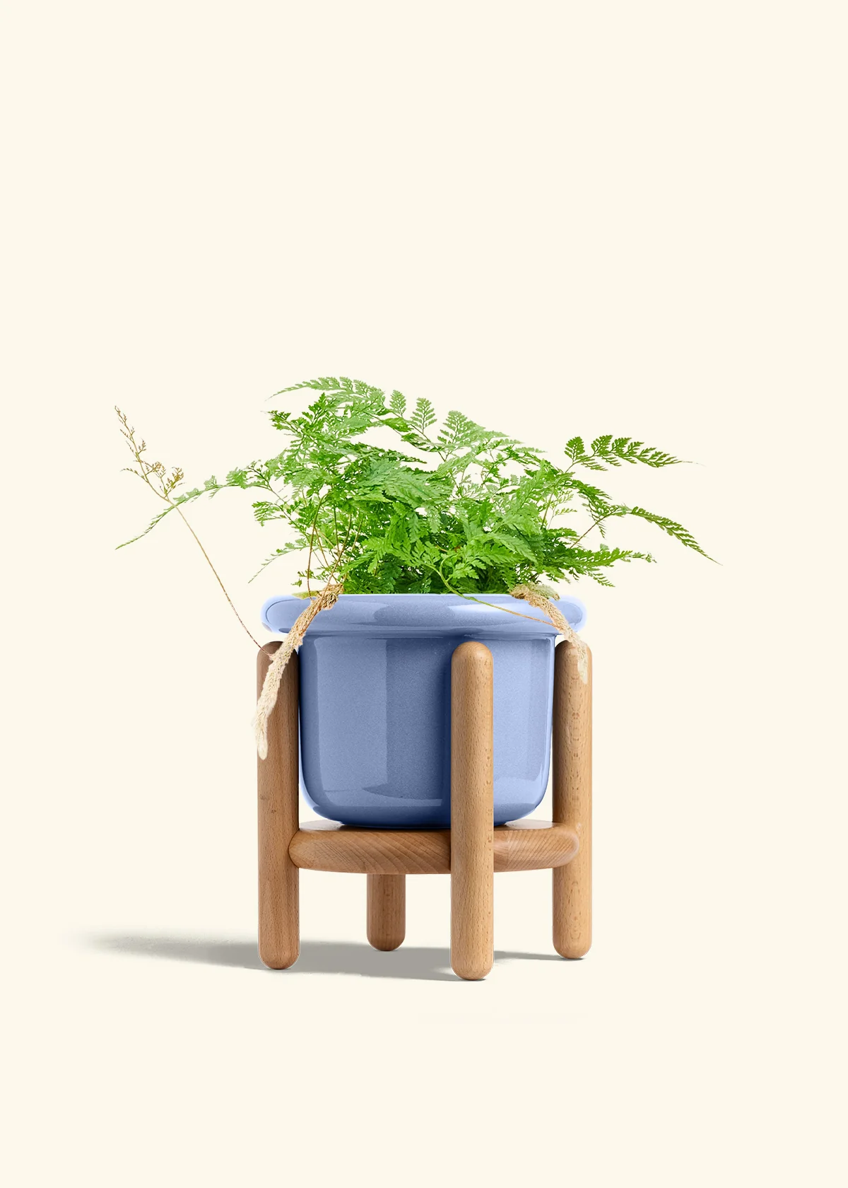 Rabbit Foot Fern, Medium - Image 11