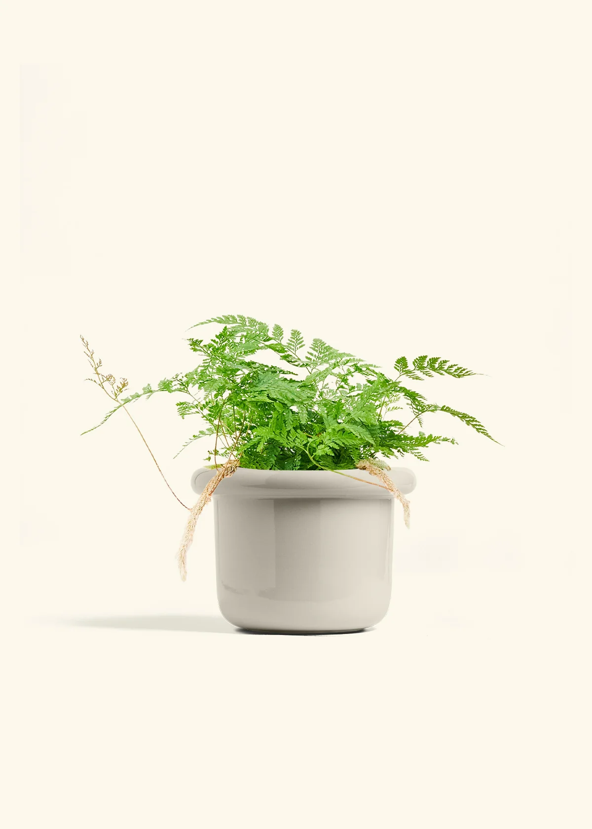 Rabbit Foot Fern, Medium - Image 12