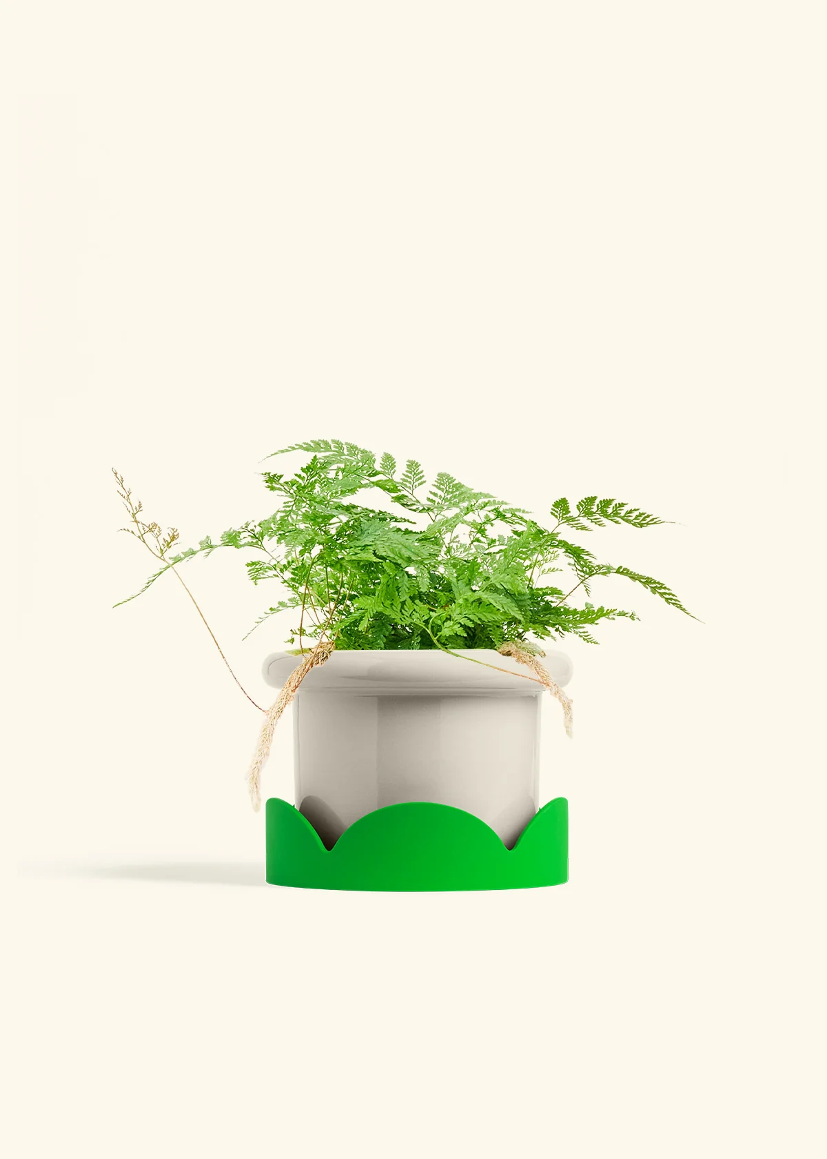 Rabbit Foot Fern, Medium - Image 13