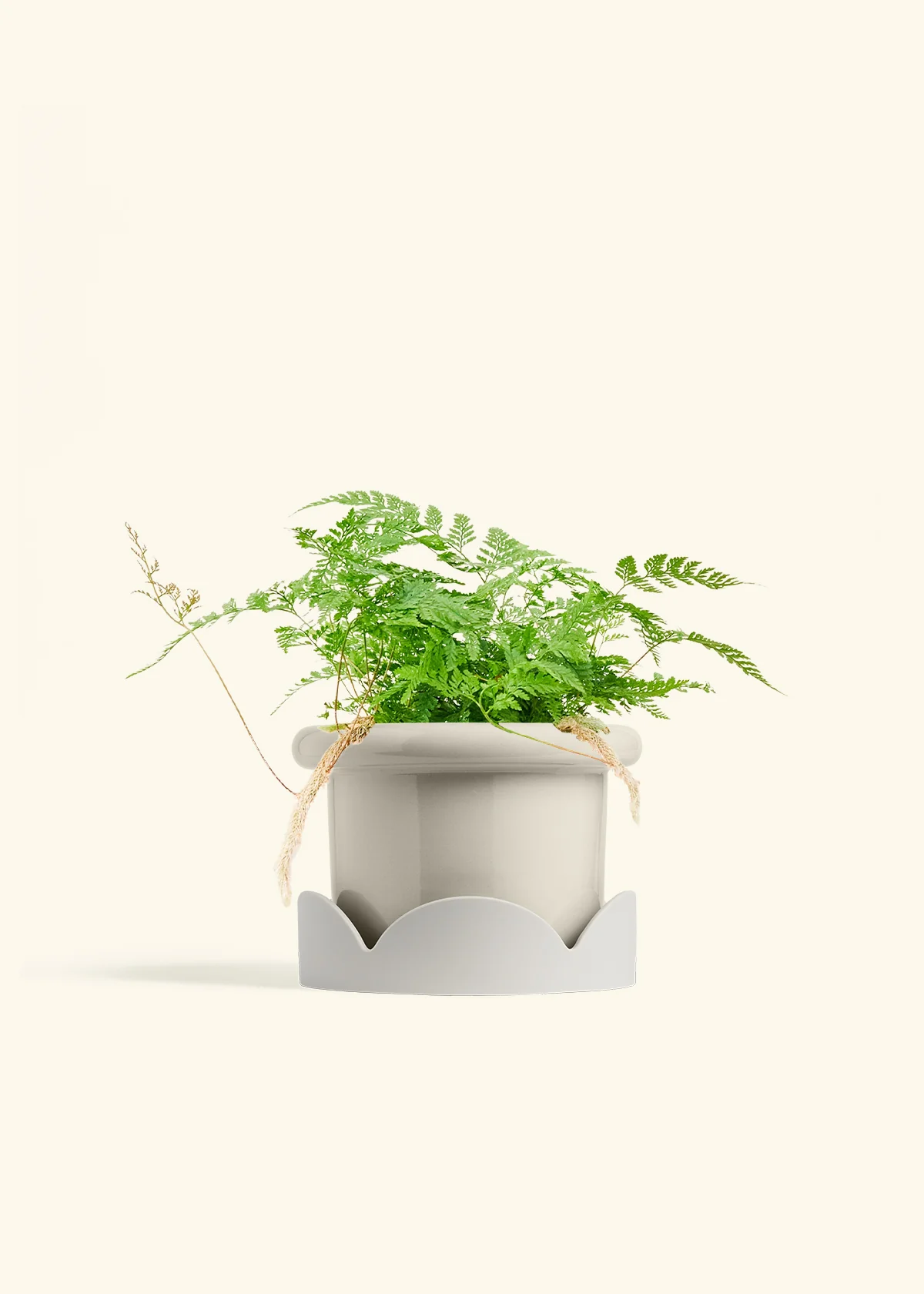 Rabbit Foot Fern, Medium - Image 14