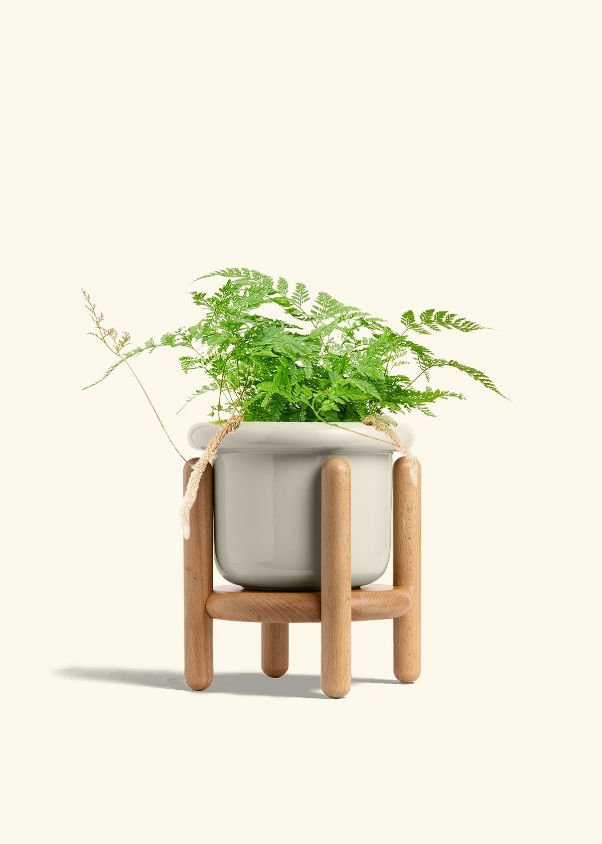 Rabbit Foot Fern, Medium - Image 15