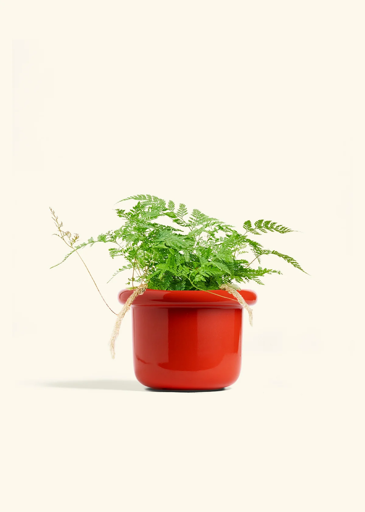 Rabbit Foot Fern, Medium - Image 16