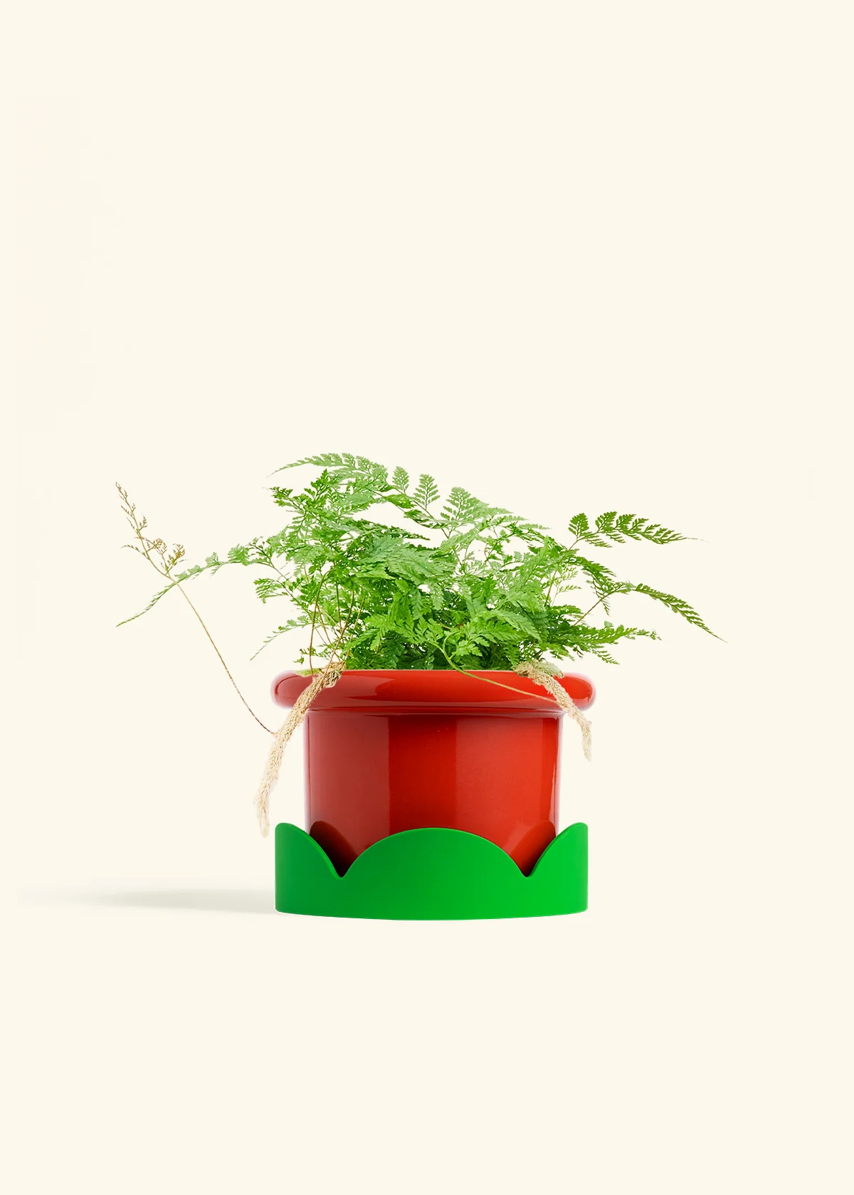 Rabbit Foot Fern, Medium - Image 17