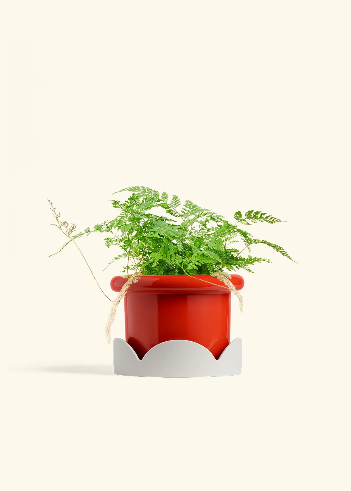 Rabbit Foot Fern, Medium - Image 18