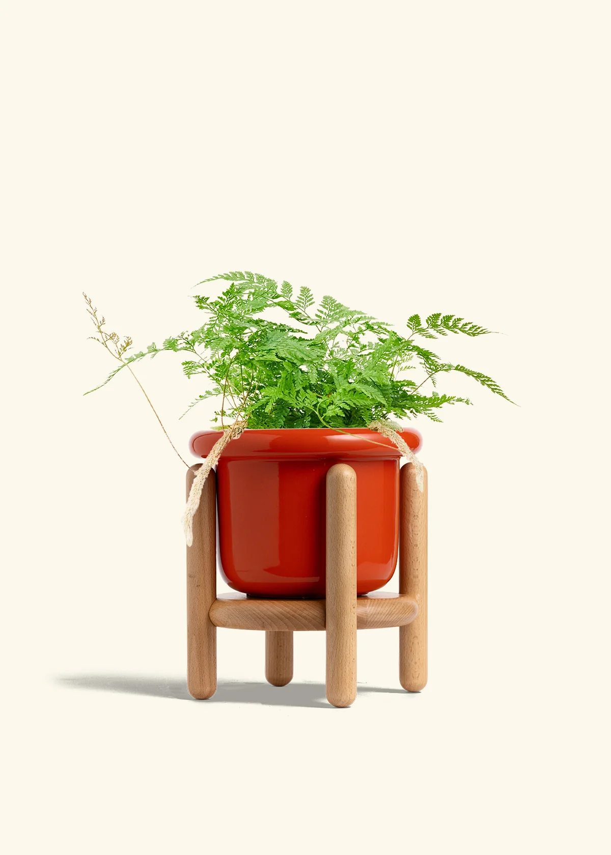 Rabbit Foot Fern, Medium - Image 19