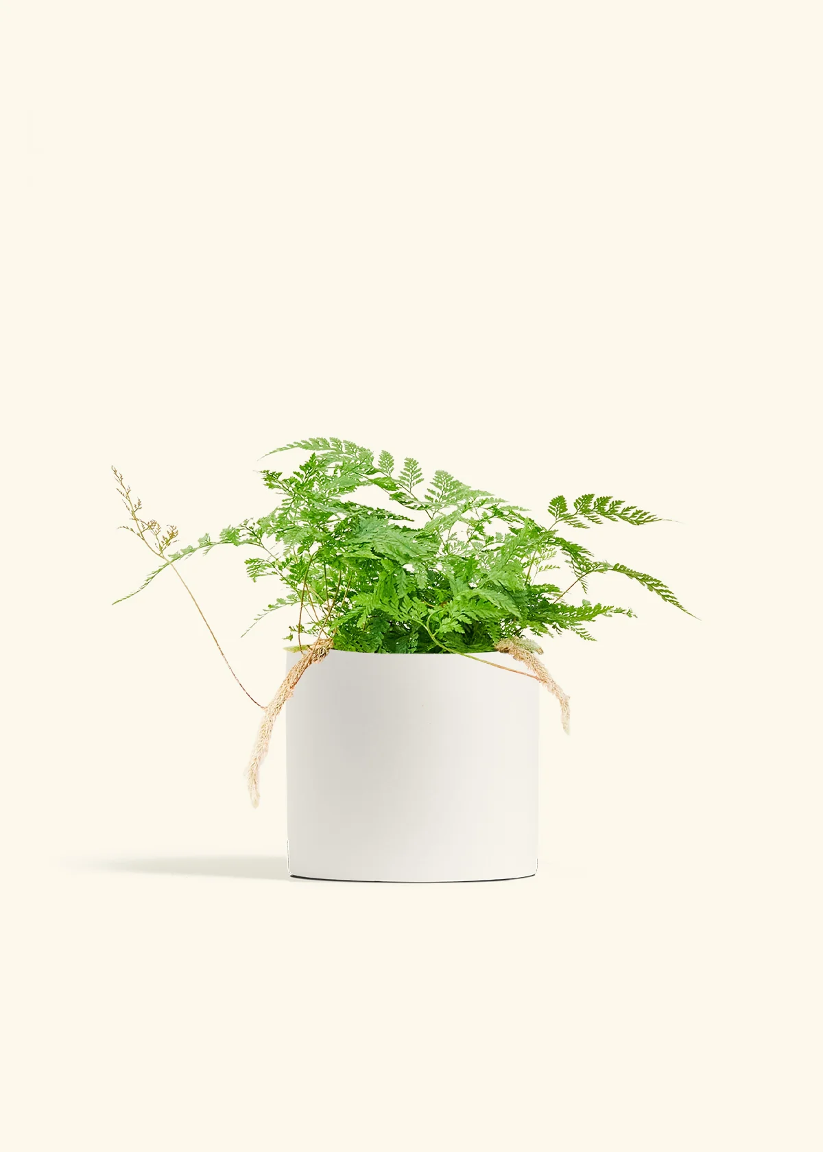 Rabbit Foot Fern, Medium - Image 20