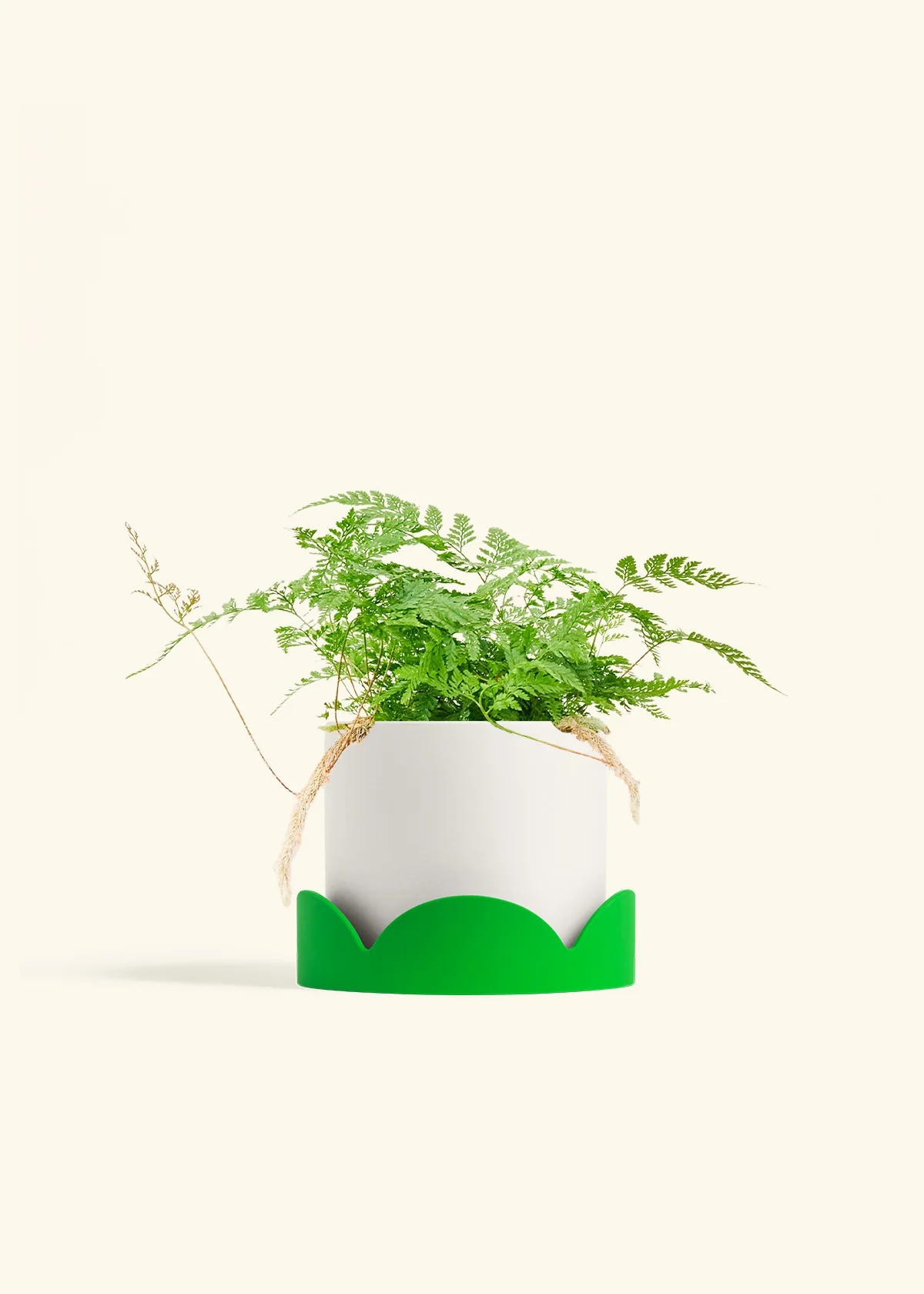 Rabbit Foot Fern, Medium - Image 21