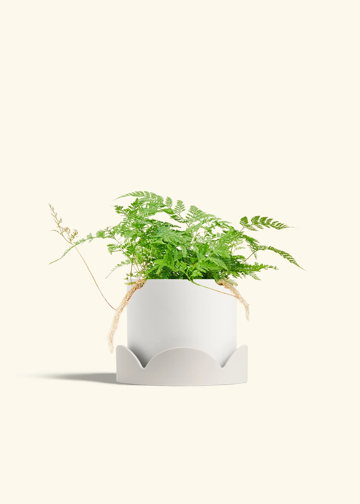 Rabbit Foot Fern, Medium - Image 22