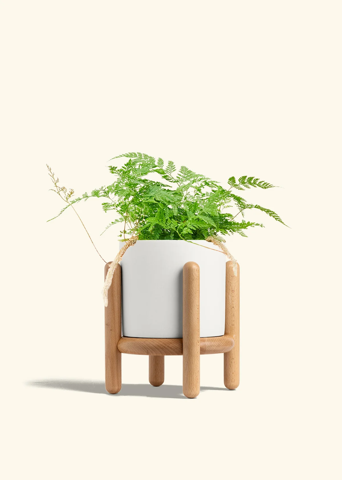 Rabbit Foot Fern, Medium - Image 23