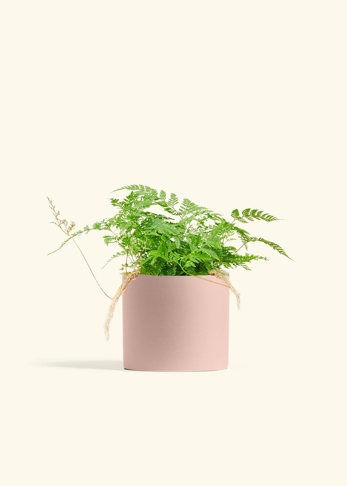 Rabbit Foot Fern, Medium - Image 24