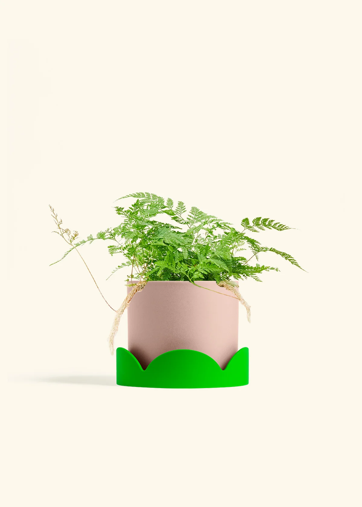Rabbit Foot Fern, Medium - Image 25