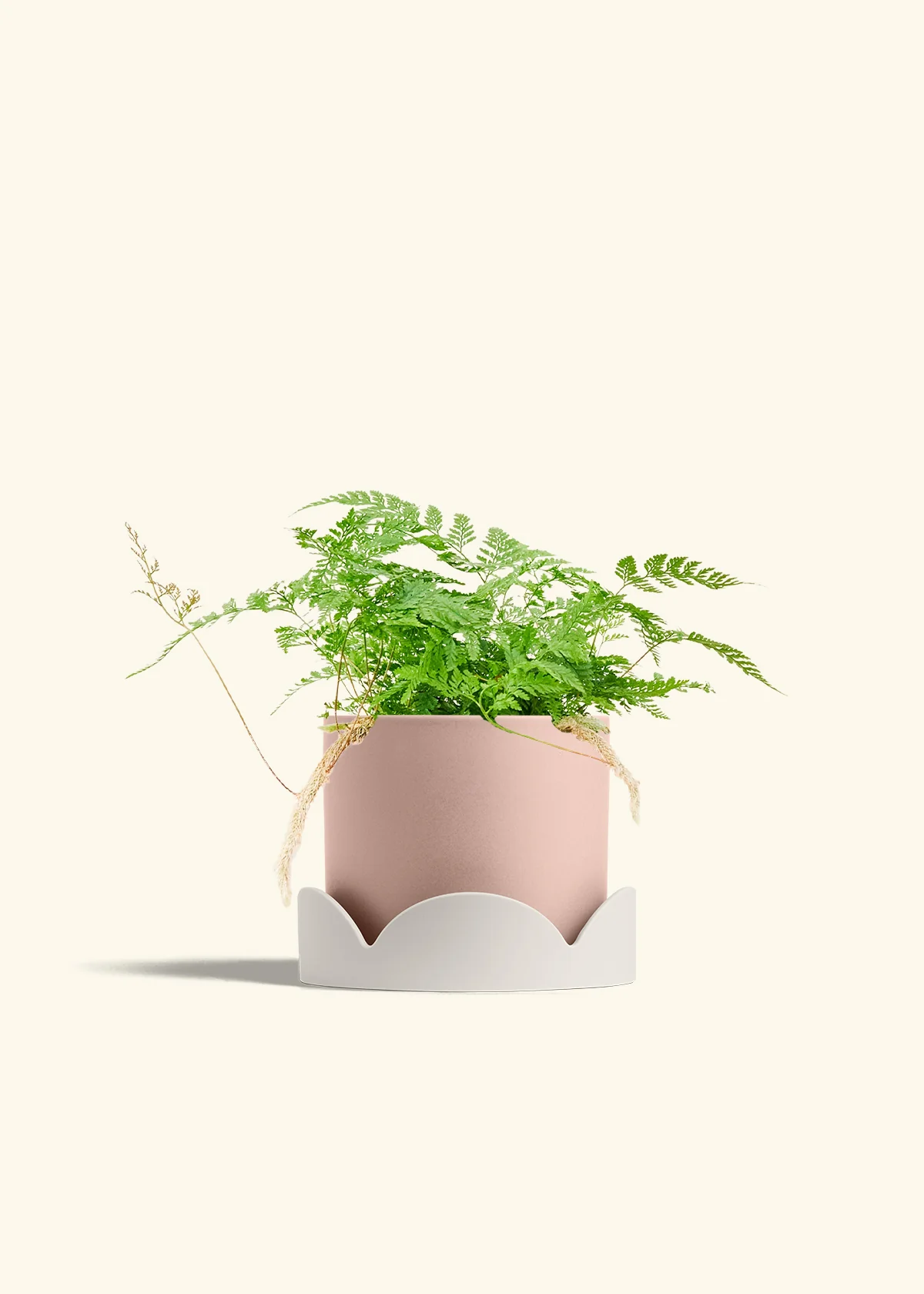 Rabbit Foot Fern, Medium - Image 26