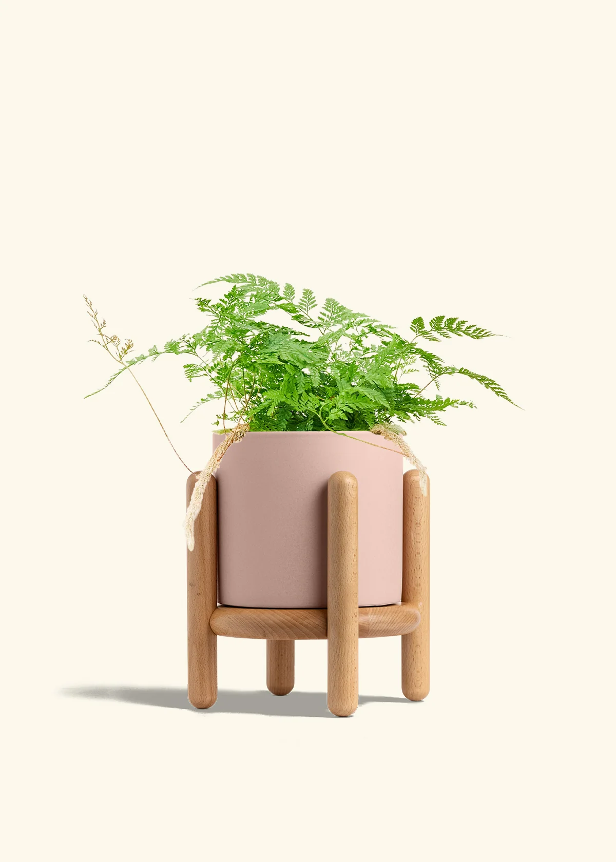 Rabbit Foot Fern, Medium - Image 27