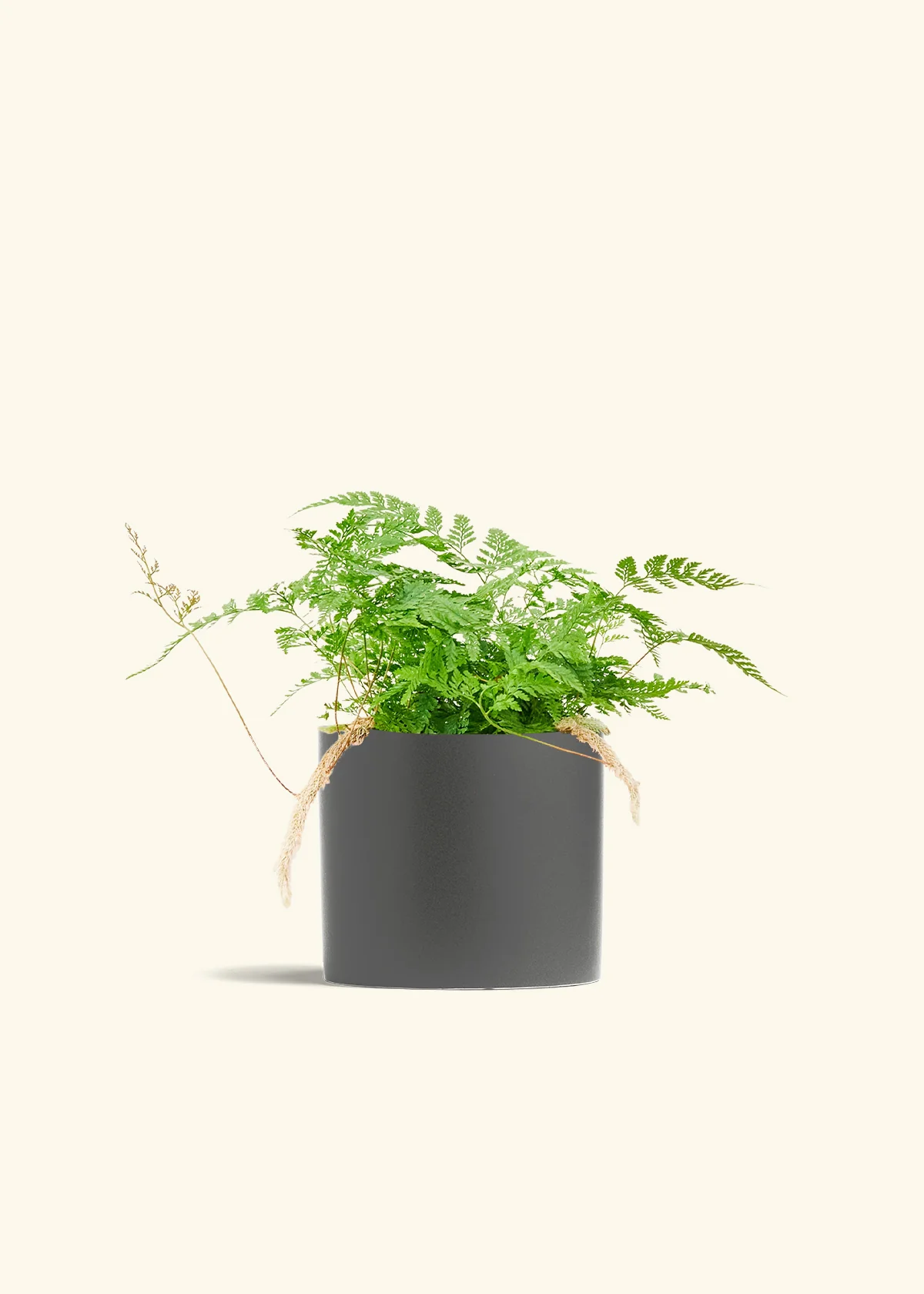 Rabbit Foot Fern, Medium - Image 28