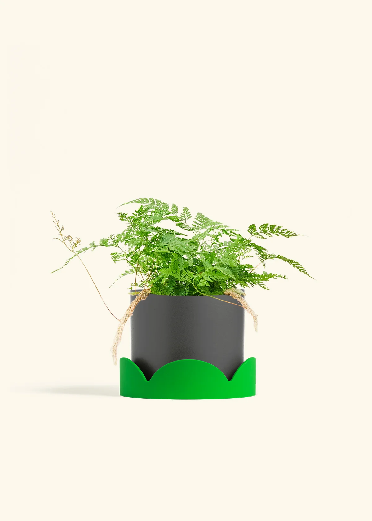 Rabbit Foot Fern, Medium - Image 29
