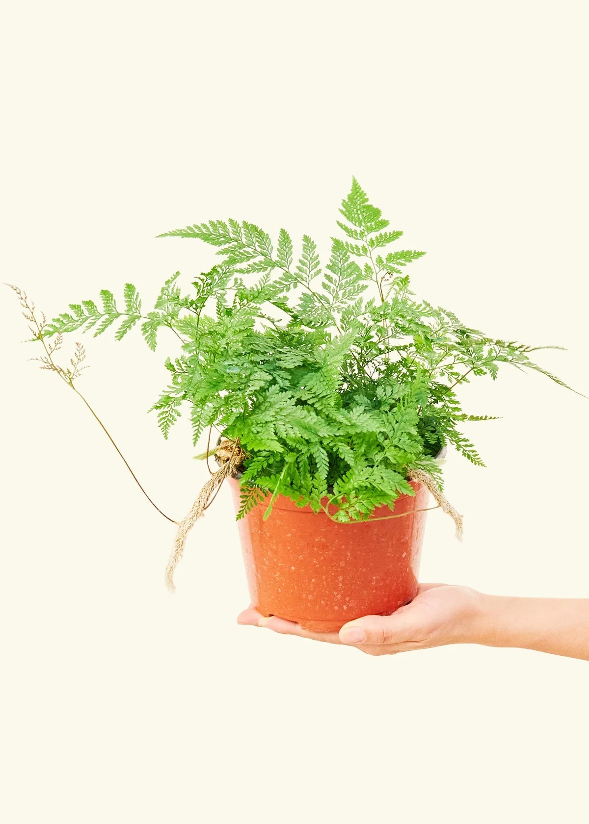 Rabbit Foot Fern, Medium - Image 3