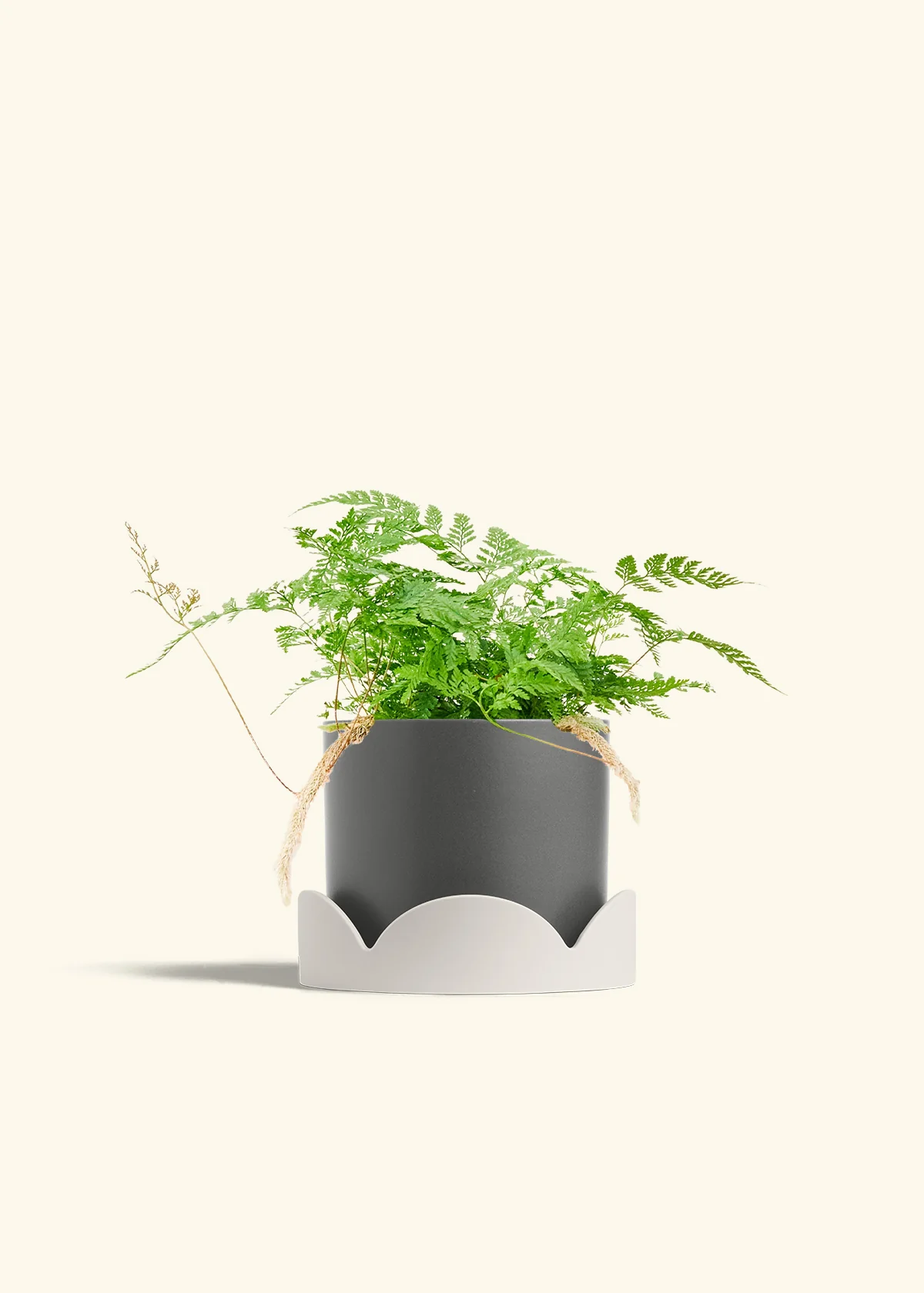 Rabbit Foot Fern, Medium - Image 30