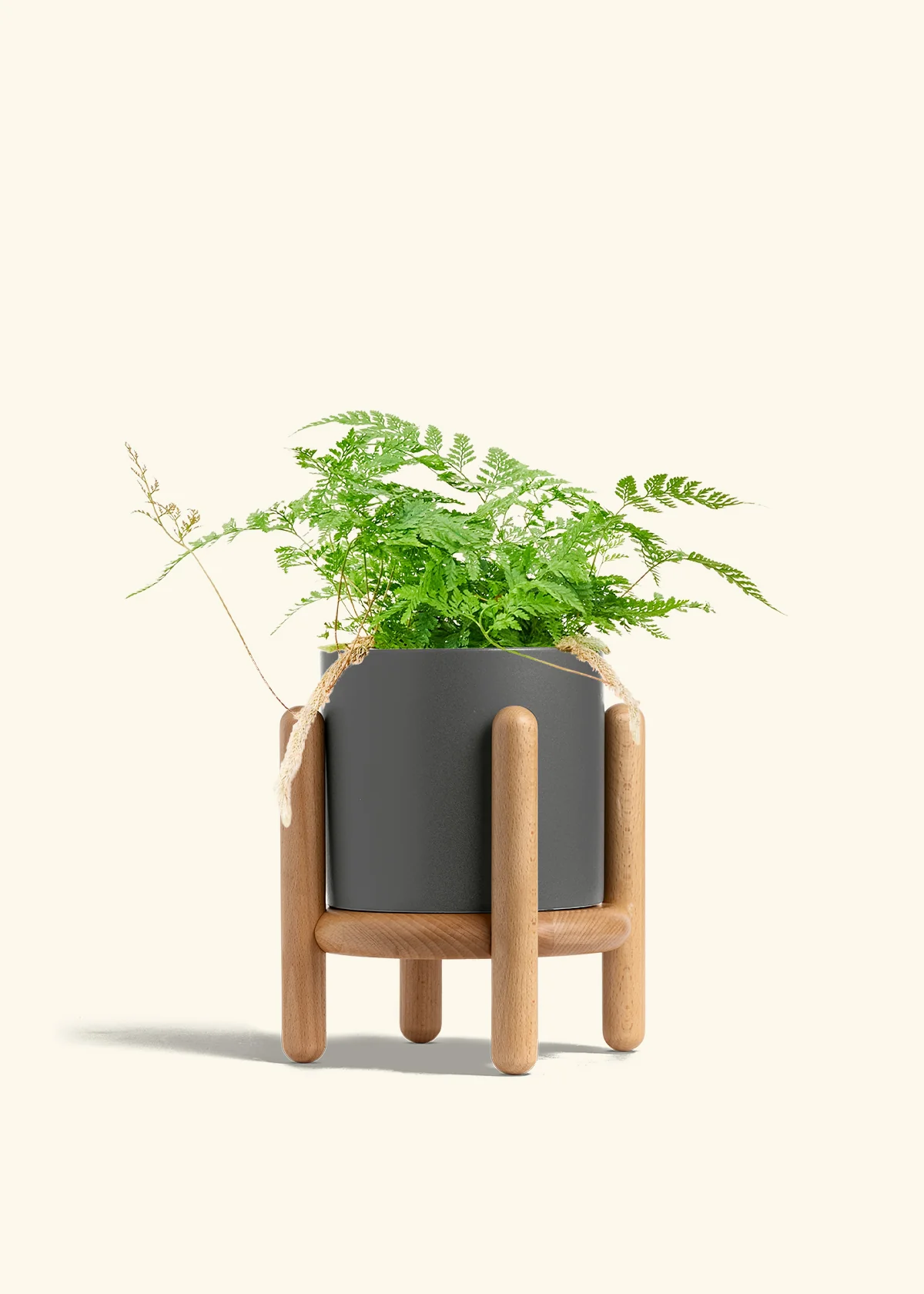 Rabbit Foot Fern, Medium - Image 31