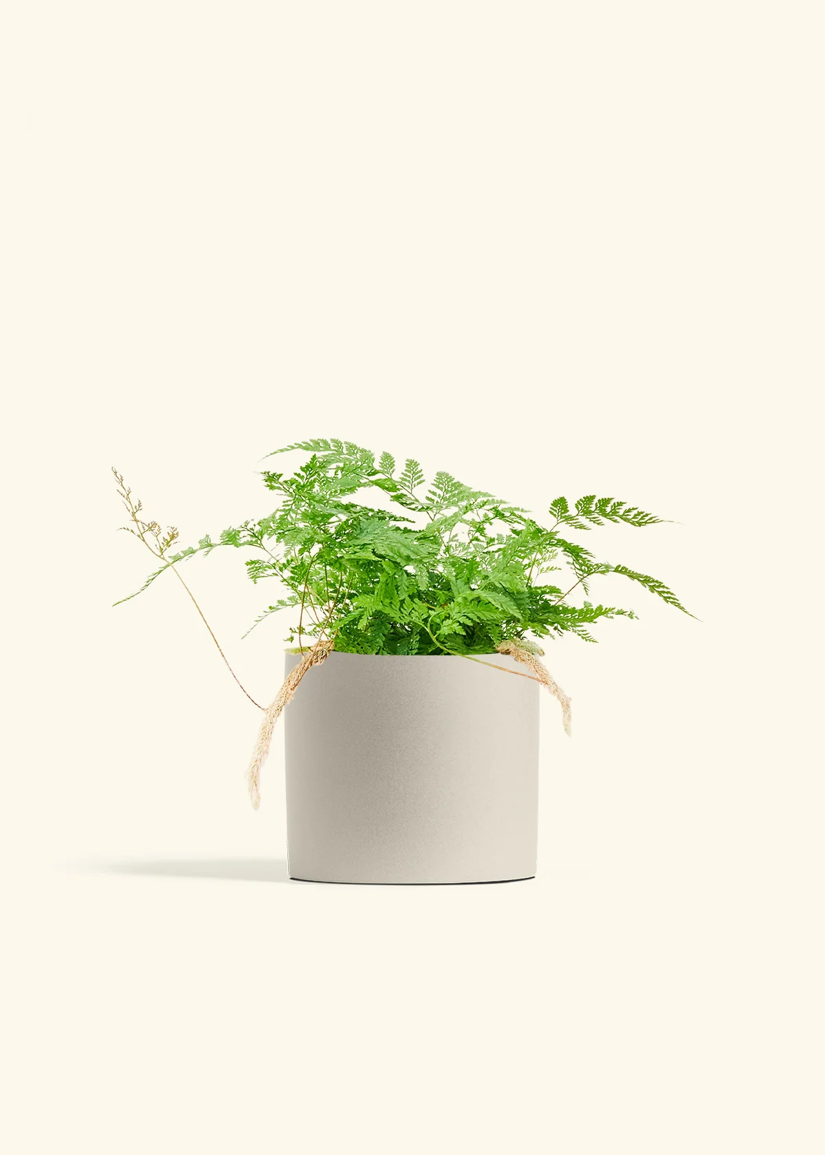 Rabbit Foot Fern, Medium - Image 32