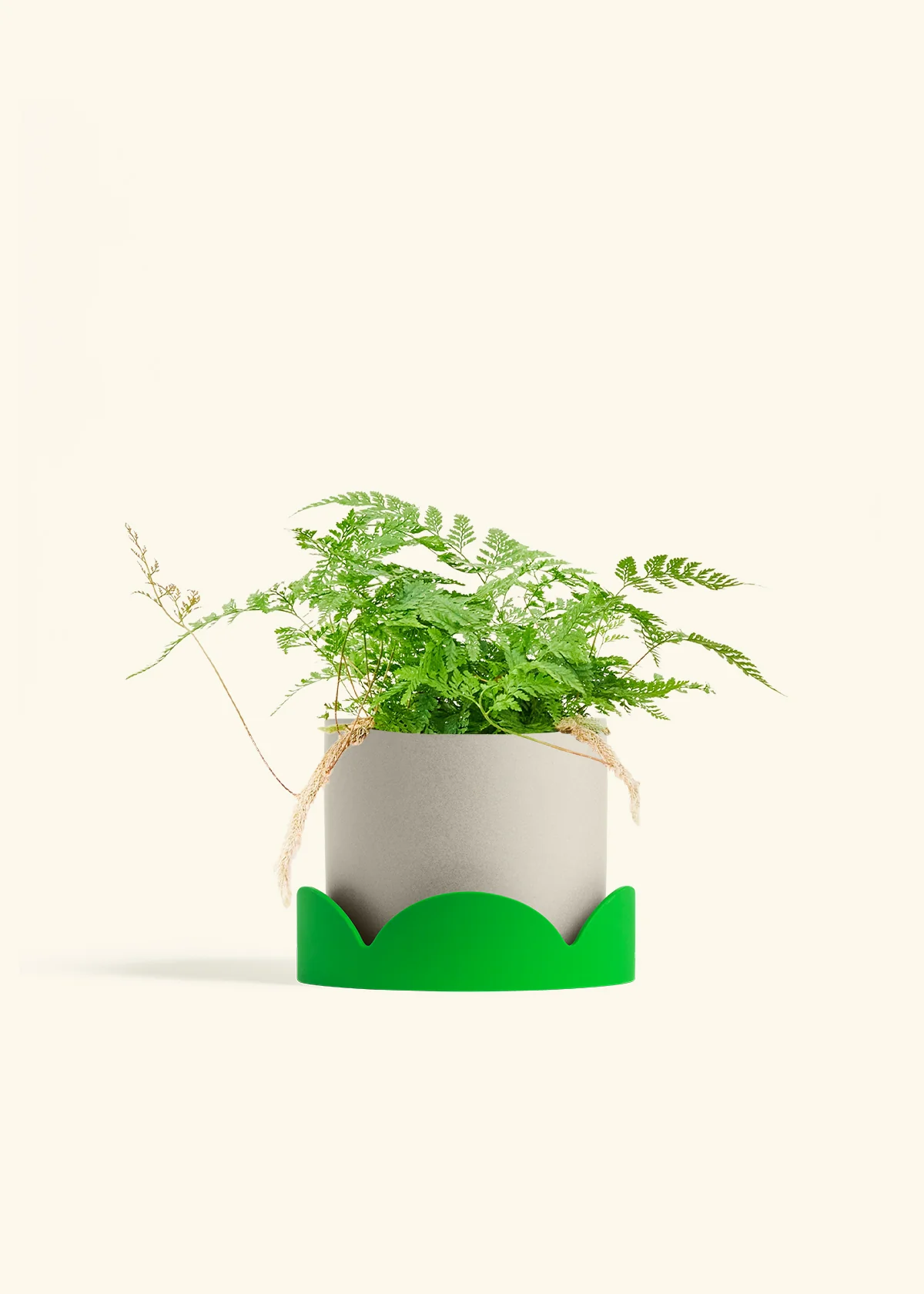 Rabbit Foot Fern, Medium - Image 33