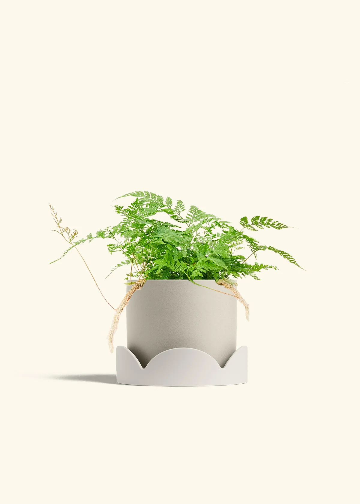Rabbit Foot Fern, Medium - Image 34