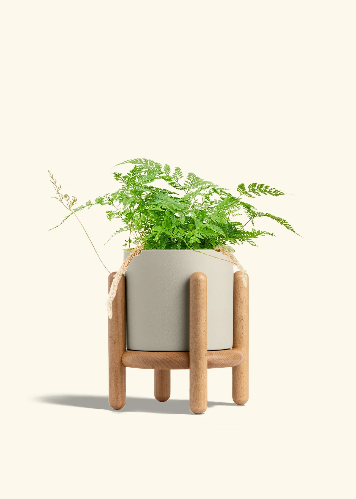 Rabbit Foot Fern, Medium - Image 35