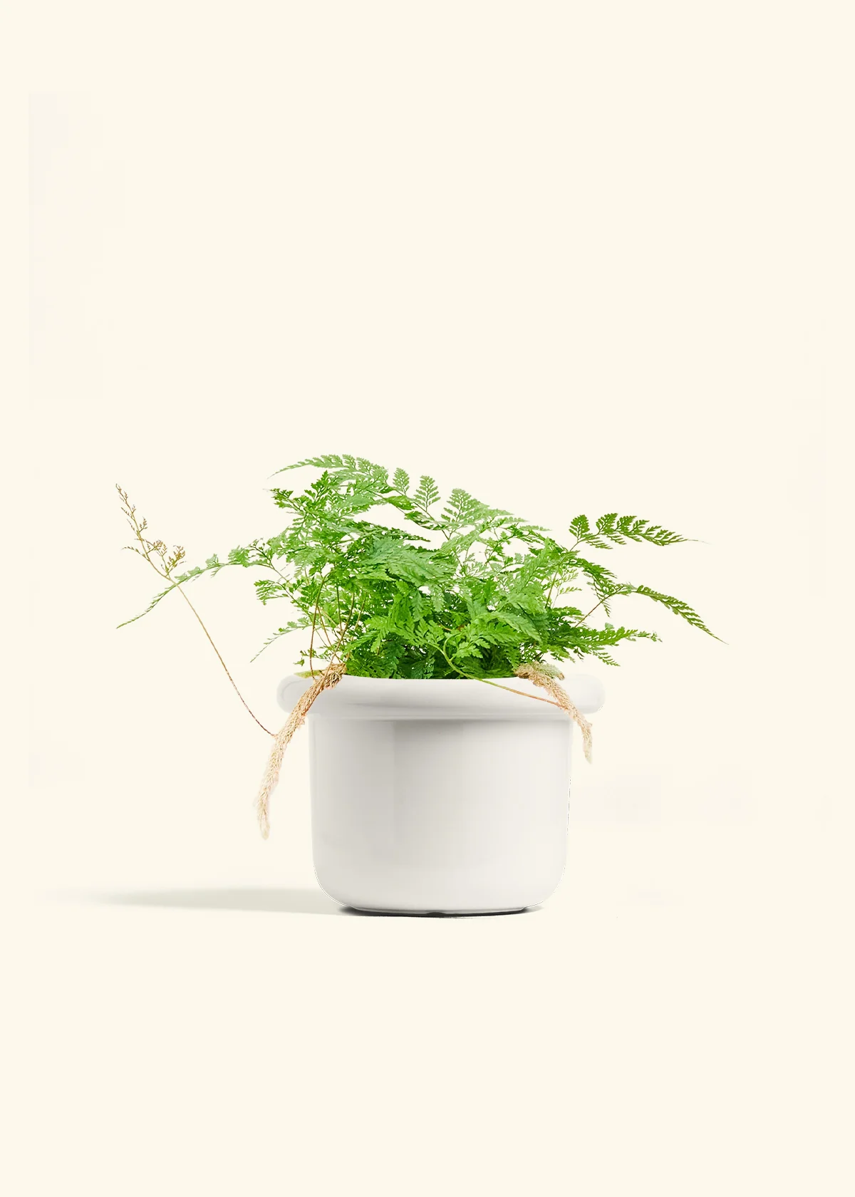 Rabbit Foot Fern, Medium - Image 4