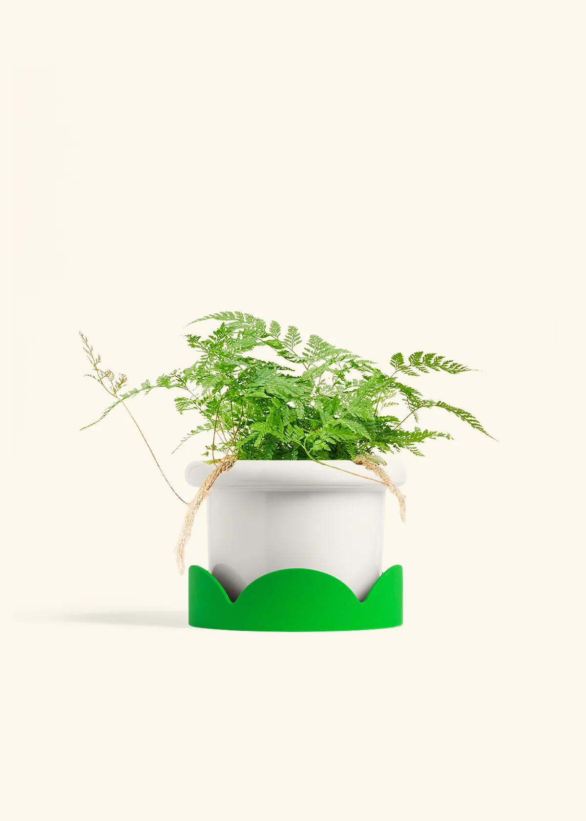 Rabbit Foot Fern, Medium - Image 5