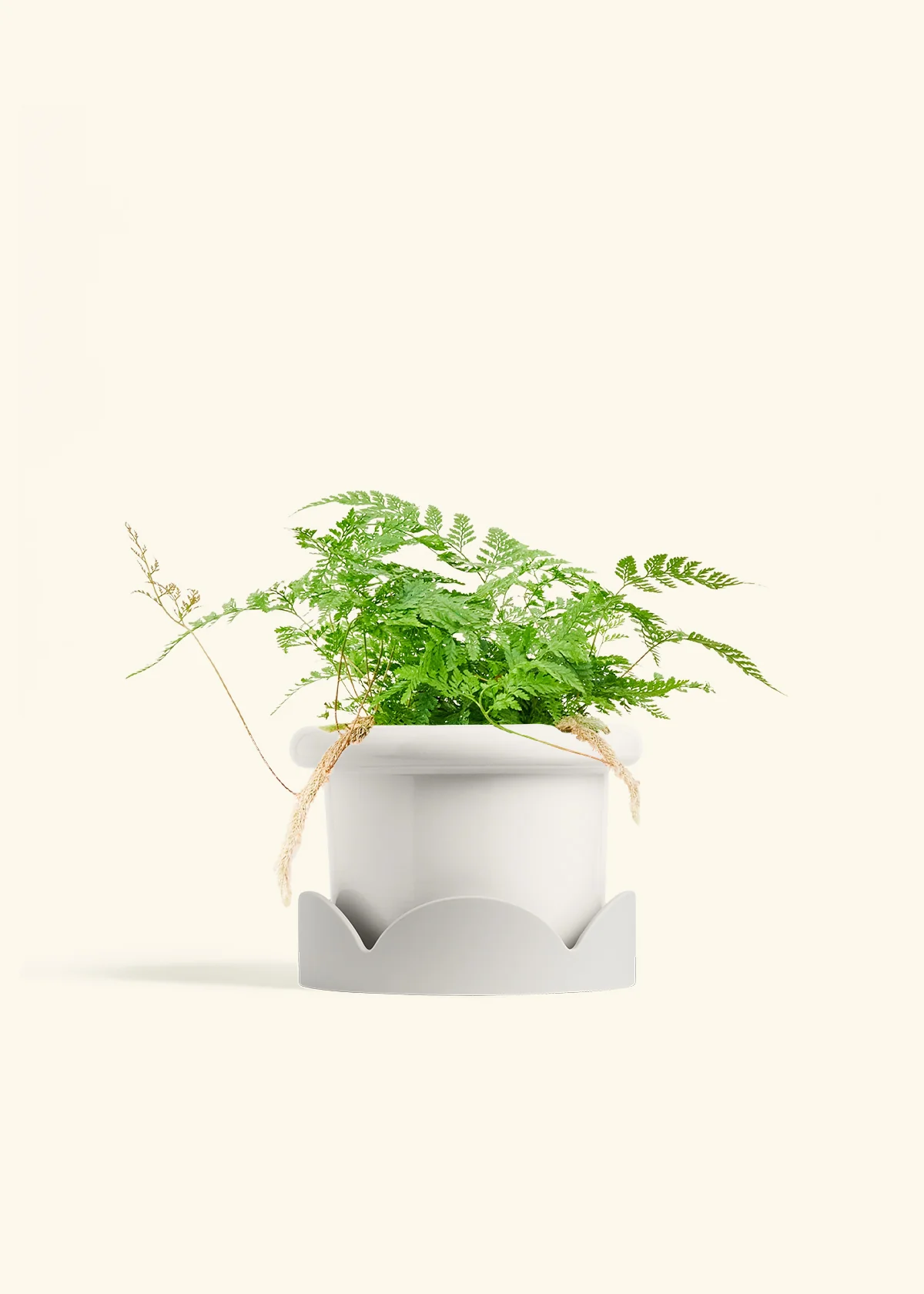 Rabbit Foot Fern, Medium - Image 6
