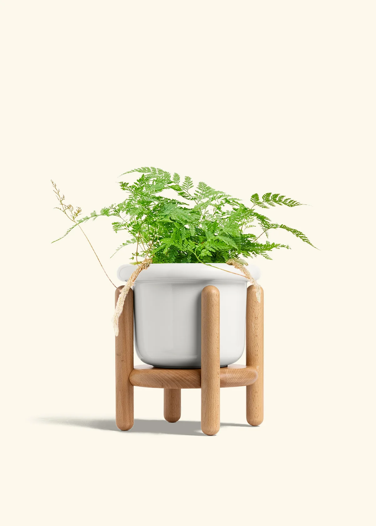 Rabbit Foot Fern, Medium - Image 7