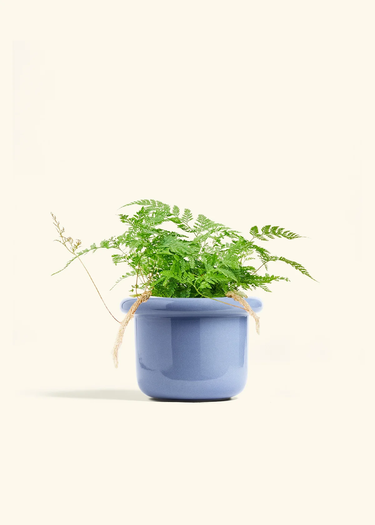 Rabbit Foot Fern, Medium - Image 8
