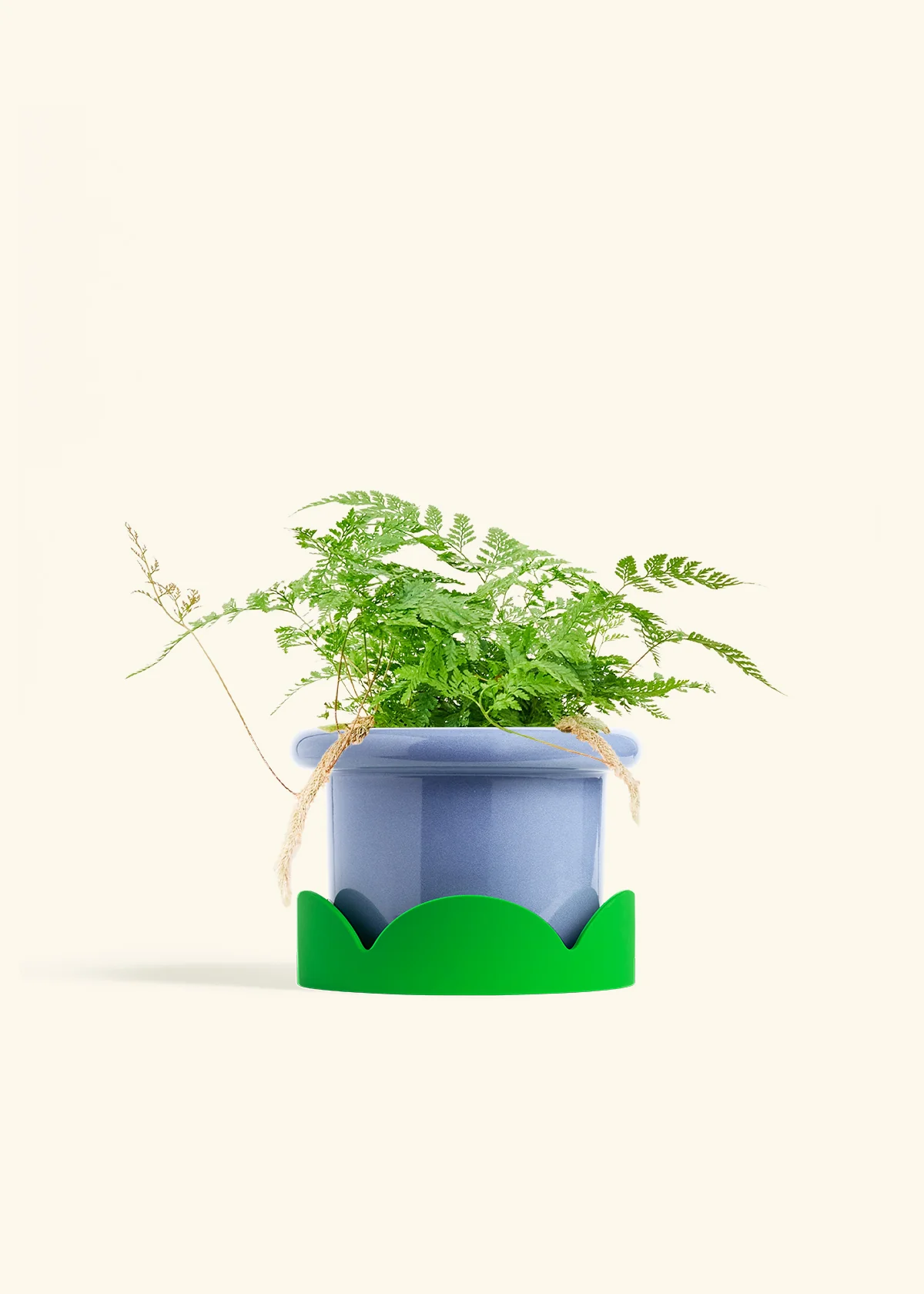 Rabbit Foot Fern, Medium - Image 9