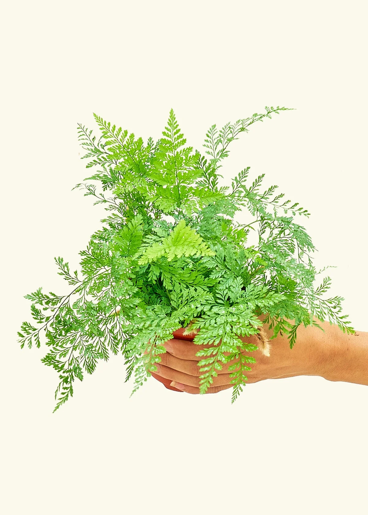 Rabbit Foot Fern, Small - Image 3