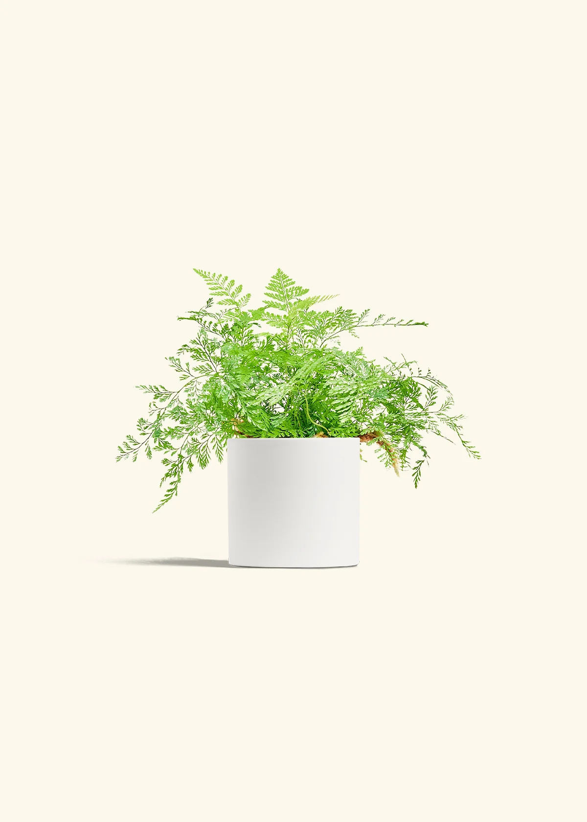 Rabbit Foot Fern, Small - Image 4
